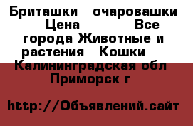 Бриташки - очаровашки.  › Цена ­ 3 000 - Все города Животные и растения » Кошки   . Калининградская обл.,Приморск г.